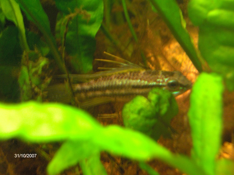 Apisto bitaeniata Photo_34