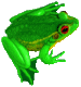 Grenouille Frog1510