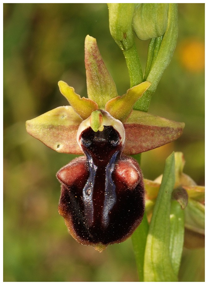 Grèce continentale 2015 4. Euophrys du groupe d'O. mammosa 1a_mam10