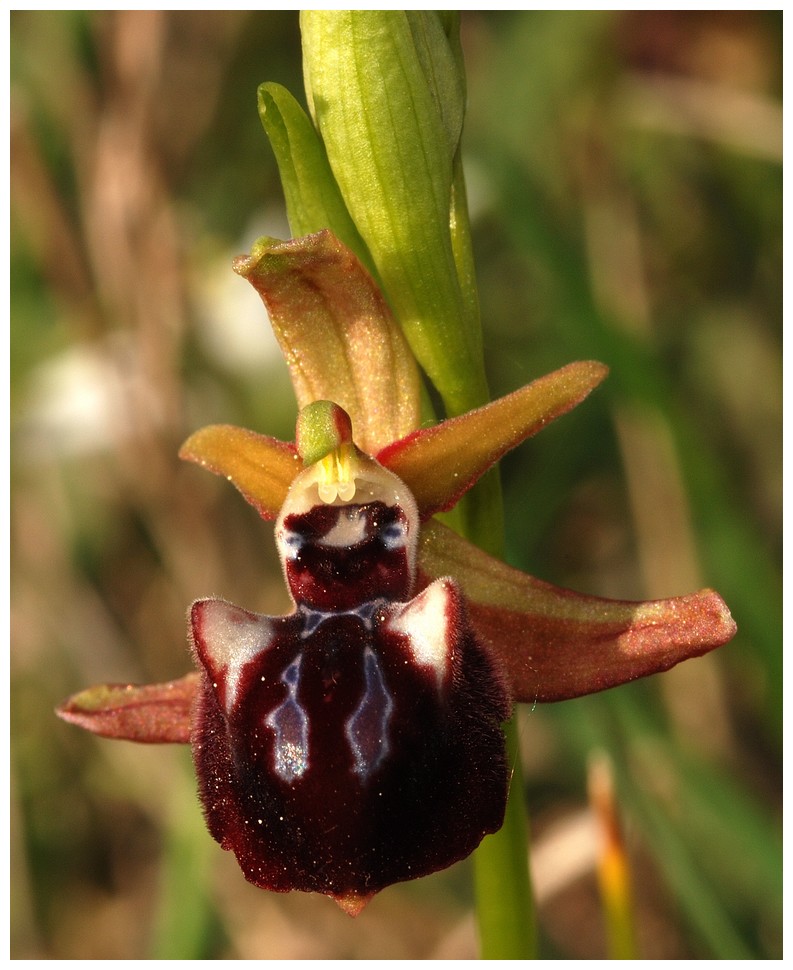 Grèce continentale 2015 4. Euophrys du groupe d'O. mammosa 2a_leu10