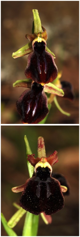 Grèce continentale 2015 4. Euophrys du groupe d'O. mammosa 5b_han10