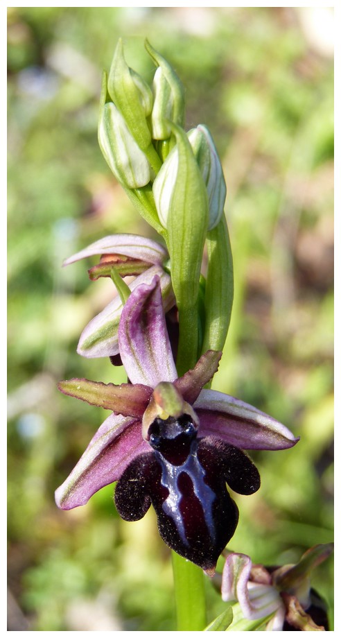 Grèce continentale 2015 4. Euophrys du groupe d'O. mammosa 6a_spr10