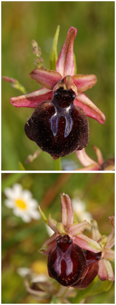 Grèce continentale 2015 4. Euophrys du groupe d'O. mammosa 6b_spr10