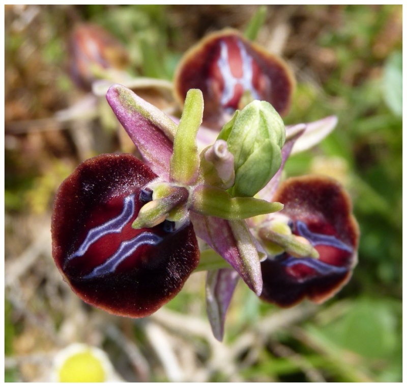 Grèce continentale 2015 4. Euophrys du groupe d'O. mammosa 6d_spr10