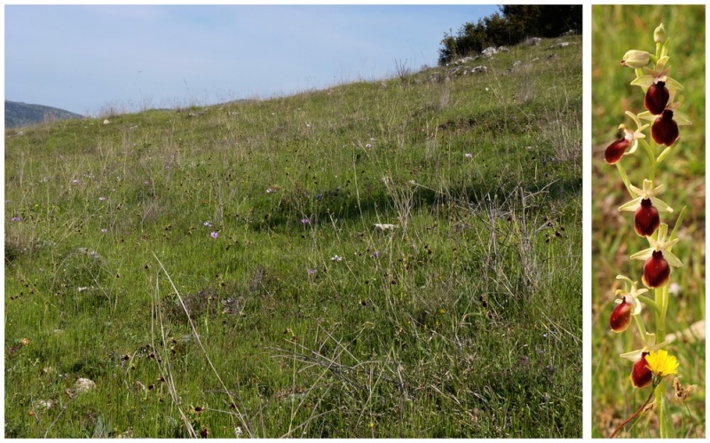 Grèce continentale 2015 4. Euophrys du groupe d'O. mammosa 7a_bio10