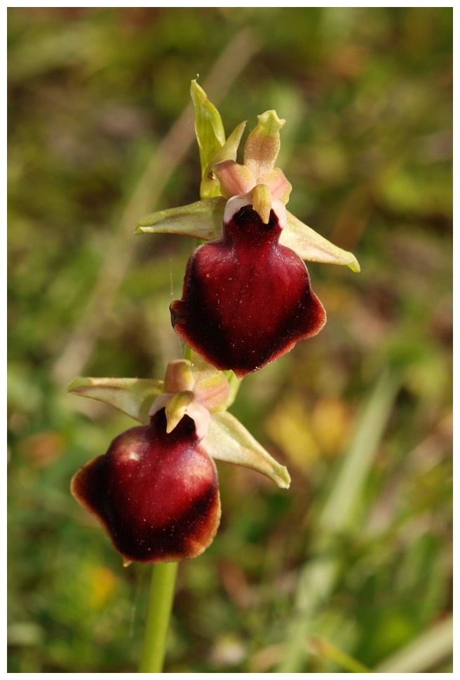 Grèce continentale 2015 4. Euophrys du groupe d'O. mammosa 7c_hel10