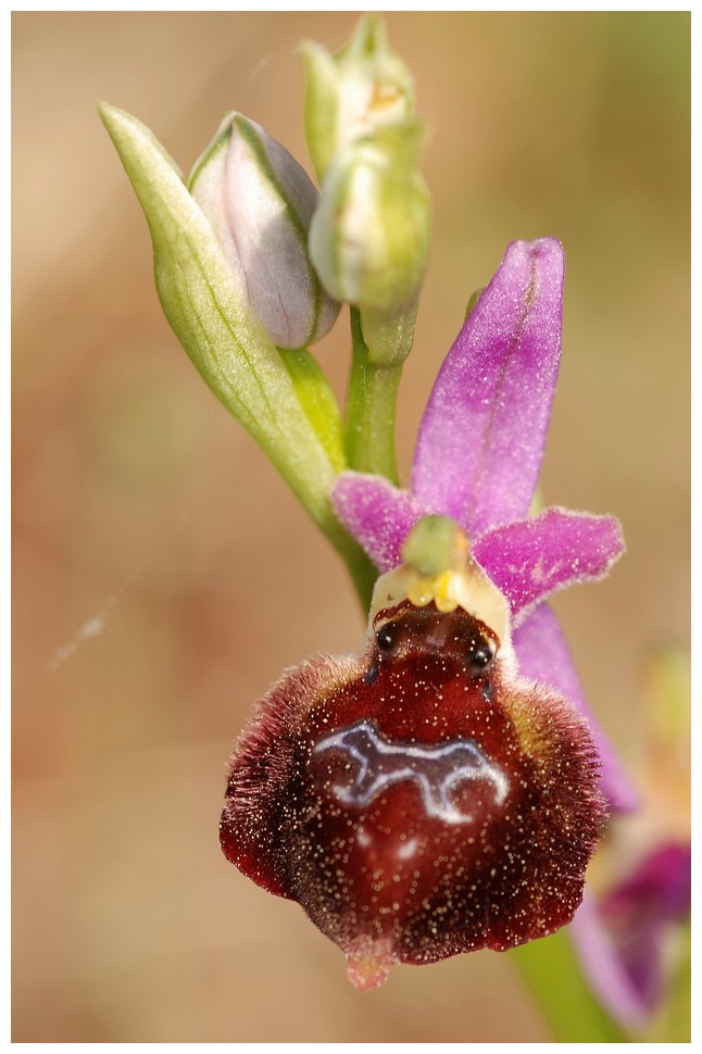 Grèce continentale 2015 5. Les autres Euophrys Argo_110