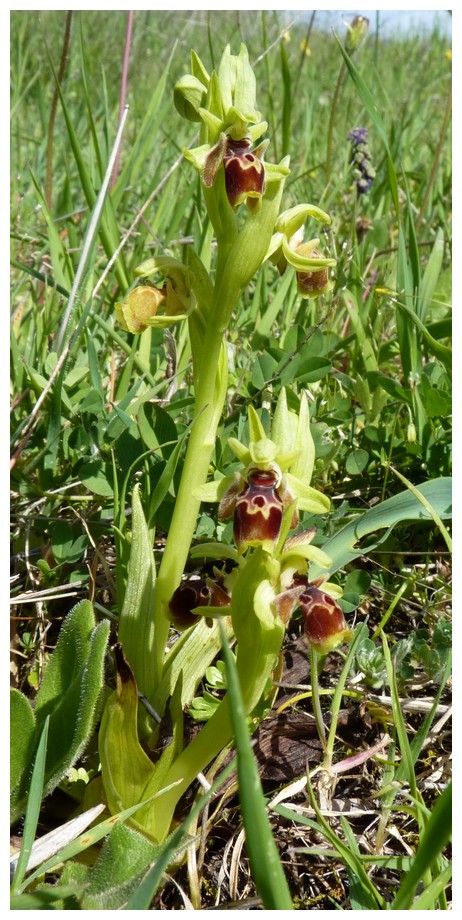 Grèce continentale 2015 5. Les autres Euophrys Atti_110