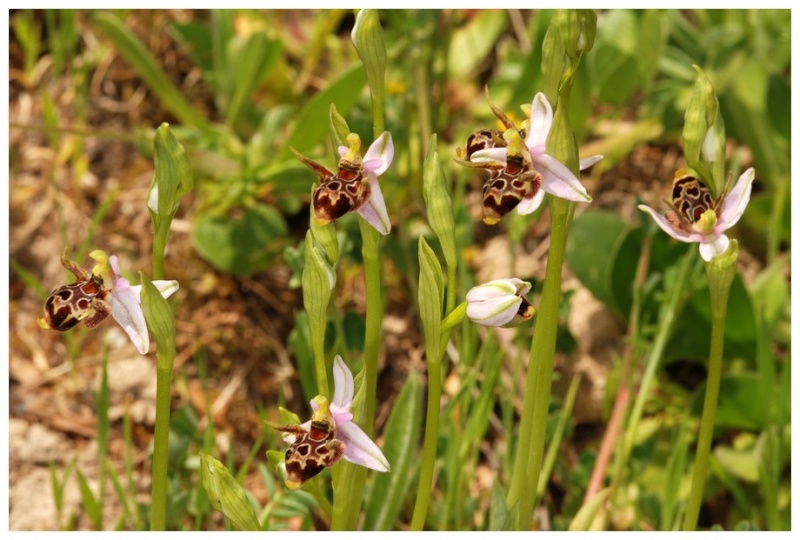 Grèce continentale 2015 5. Les autres Euophrys Oest_110