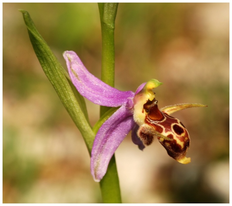 Grèce continentale 2015 5. Les autres Euophrys Oest_210