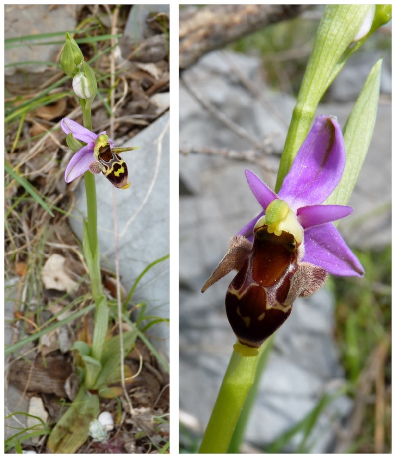 Grèce continentale 2015 5. Les autres Euophrys Oest_b10