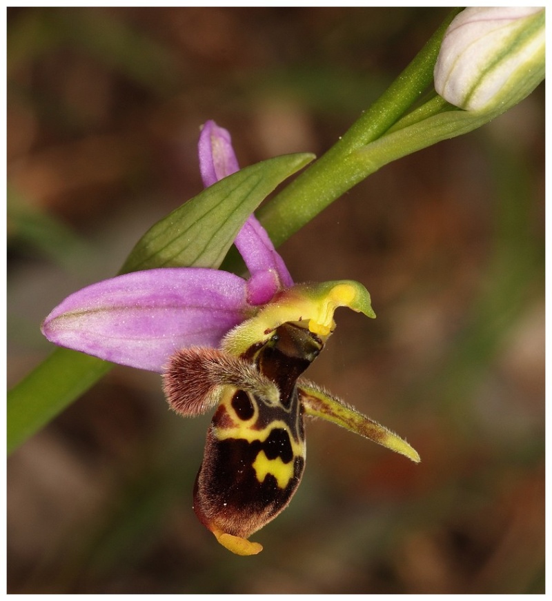 Grèce continentale 2015 5. Les autres Euophrys Oest_b11
