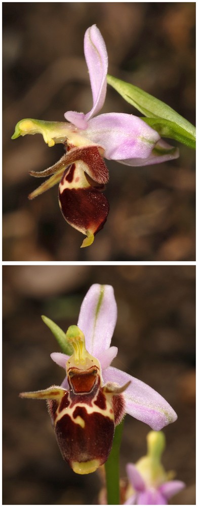 Grèce continentale 2015 5. Les autres Euophrys Oest_b13