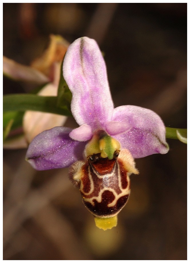 Grèce continentale 2015 5. Les autres Euophrys Oest_s10