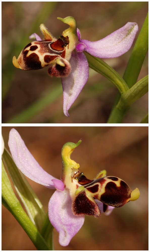 Grèce continentale 2015 5. Les autres Euophrys Oest_s11
