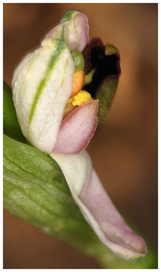 Grèce continentale 2015 5. Les autres Euophrys Olymp_10