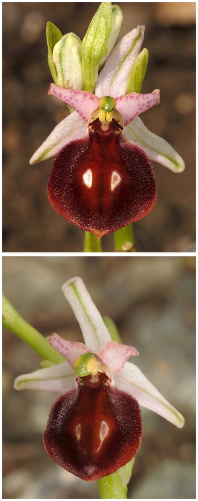 Grèce continentale 2015 5. Les autres Euophrys Olymp_11