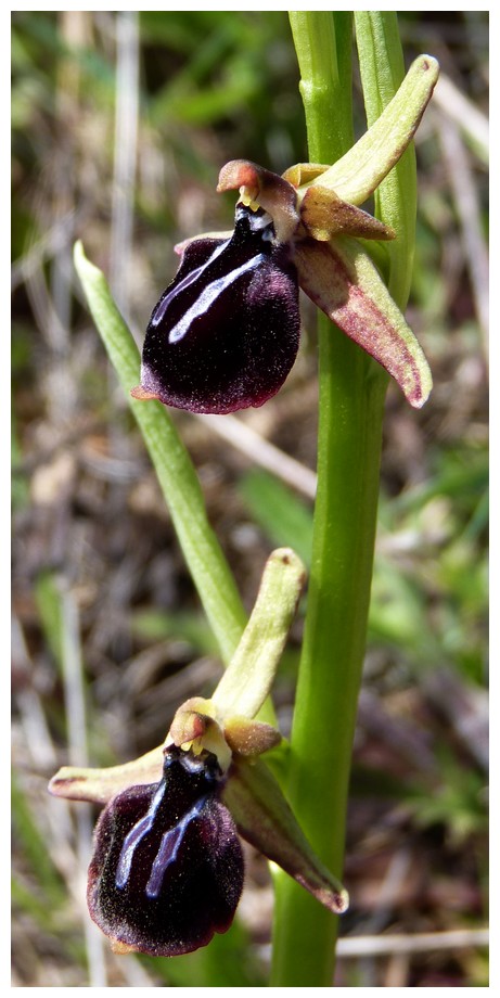 Grèce continentale 2015 5. Les autres Euophrys Rhard_12