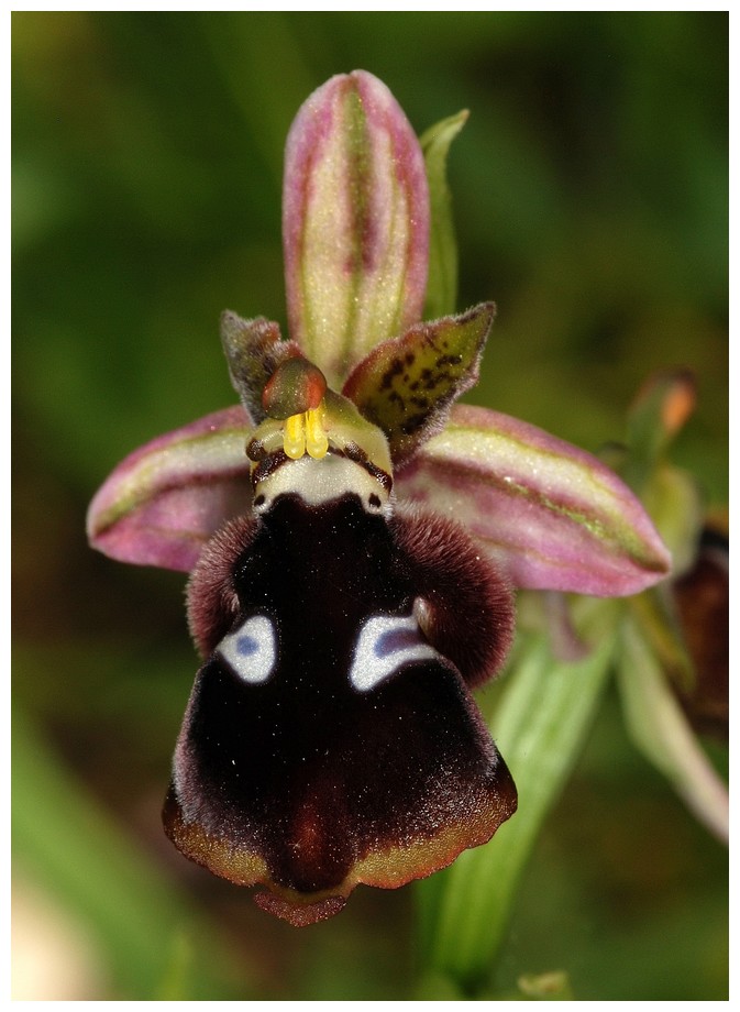 Grèce continentale 2015 5. Les autres Euophrys Rhold_10