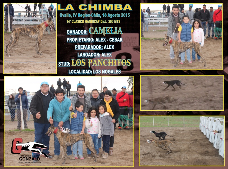 16 DE AGOSTO 2015, GRAN JORNADA DE CLASICOS CANODROMO LA CHIMBA-OVALLE. - Página 2 14-cla11