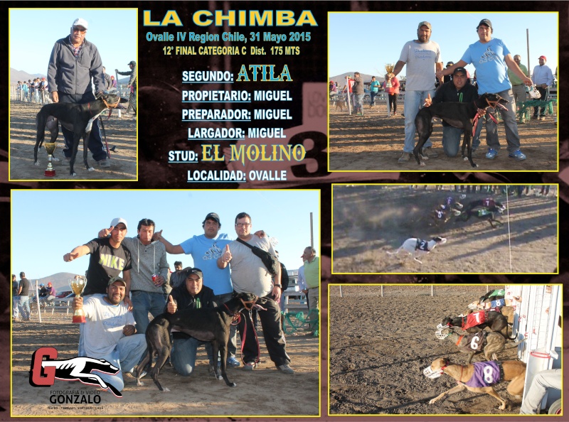 SABADO 16 MAYO 2015 CLASIFICACIONES, DOMINGO 31 MAYO FINALES CAMPEONATO DE FURIA CANODROMO LA CHIMBA-OVALLE - Página 4 15-cla11