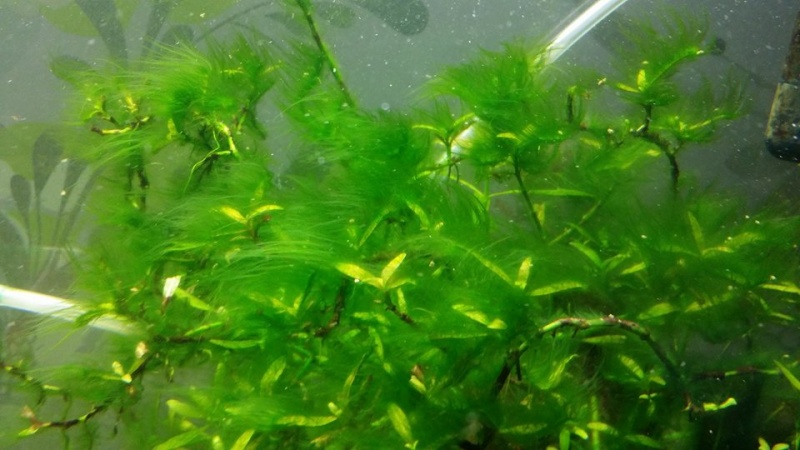 Les algues de nos aquariums en photo  Algues12