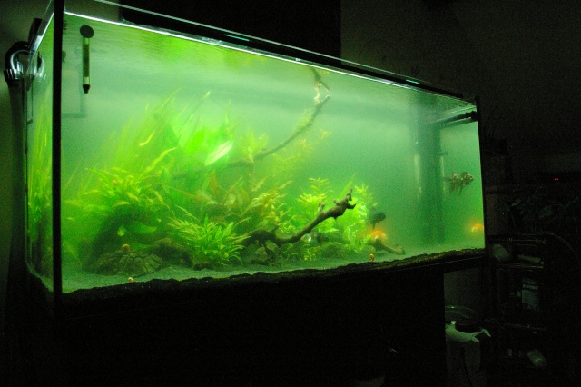 Les algues de nos aquariums en photo  Algues20