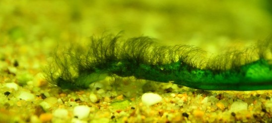 Les algues de nos aquariums en photo  Filame10