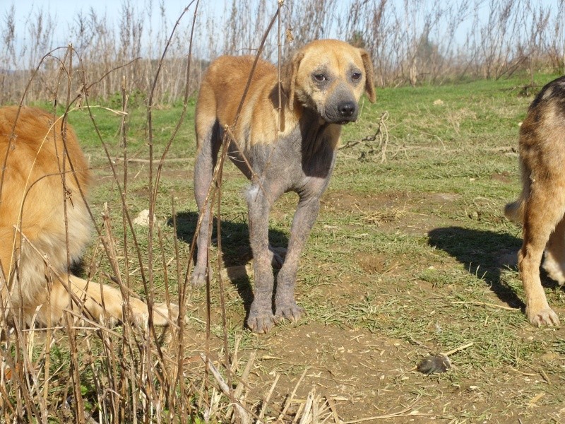 Plusieurs chiens en mauvais état dpt 24 URGENT Ss850933