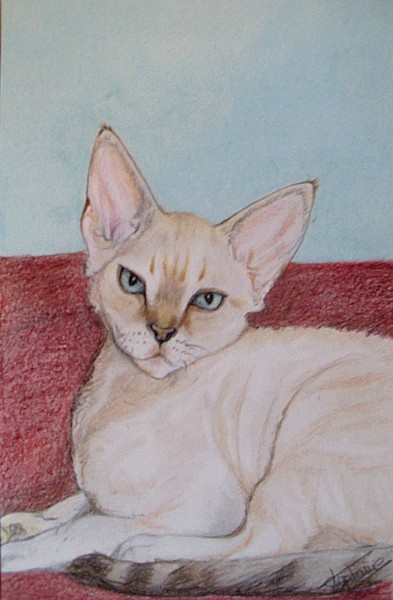 Petit chaton Rex Devon (Stéphy) Dessin16