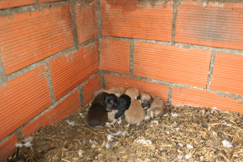 [CANIDES] Horreur pour 12 chiens et 1 chiot dans le 24. Baba10