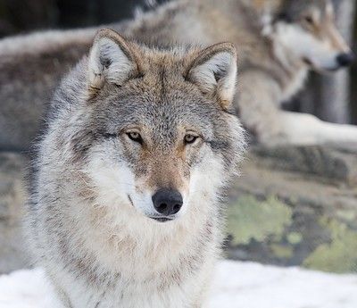 pour la défense de Canis Lupus  (loup) Loup10