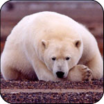 Aidez à sauver les ours polaires !!! Ours10
