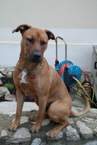 GRANDISSIME URGENCE / DELAI 10 JOURS !!!! croisé Rhodesian 14 mois (95) !!! VIIIIIIIIIIITE&#8207; Reef10