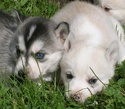 Urgent à placer 5 jeunes husky x Alaskan/Groënlandais - Page 2 Dscn1311