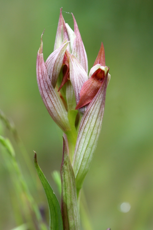 Serapias parviflora ( Sérapias à petites fleurs) Orchid13