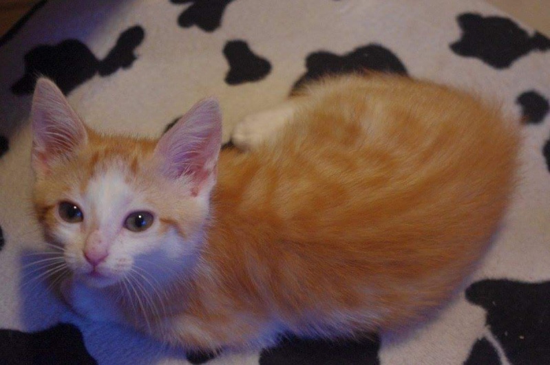 [Adoptée] Lempicka-chatte Fb_img11