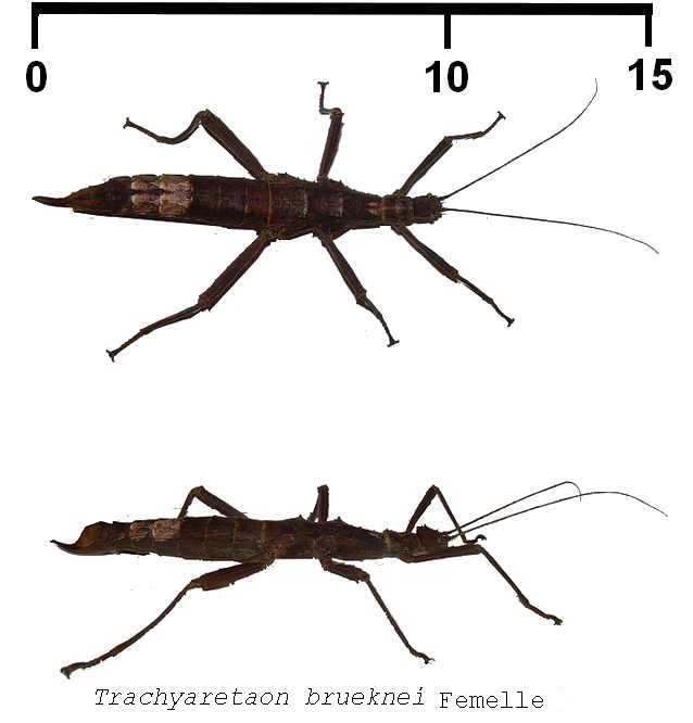 Identification des phasmes Trachy12