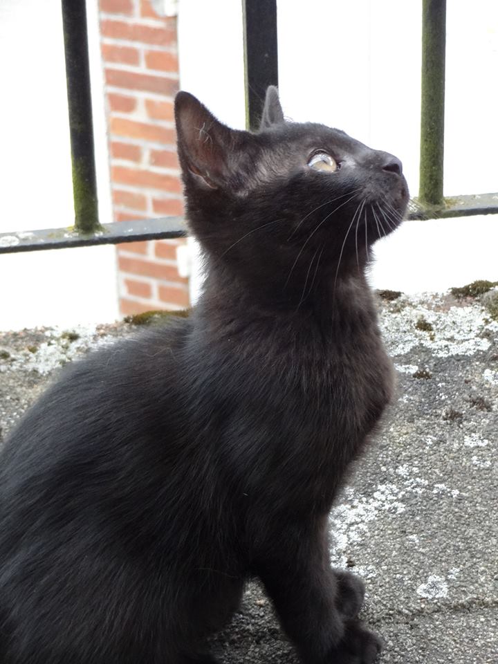 (23) Looping - chat mâle noir de 6 mois - adopté par Justine ! 11124410
