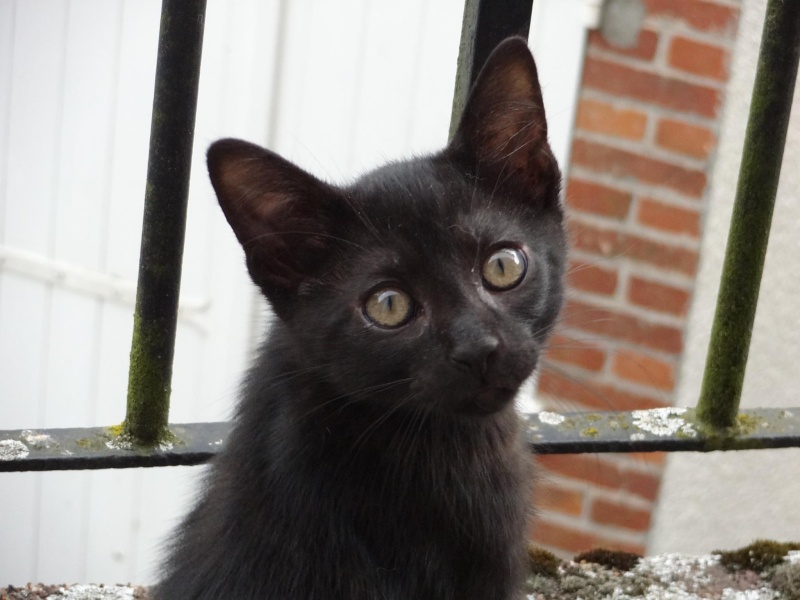 (23) Looping - chat mâle noir de 6 mois - adopté par Justine ! 11211910