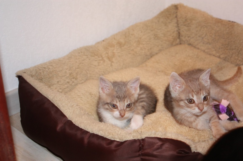 (48) - Bonnie et Clyde - chatons tigrés, adoptés ensemble !!  11244511