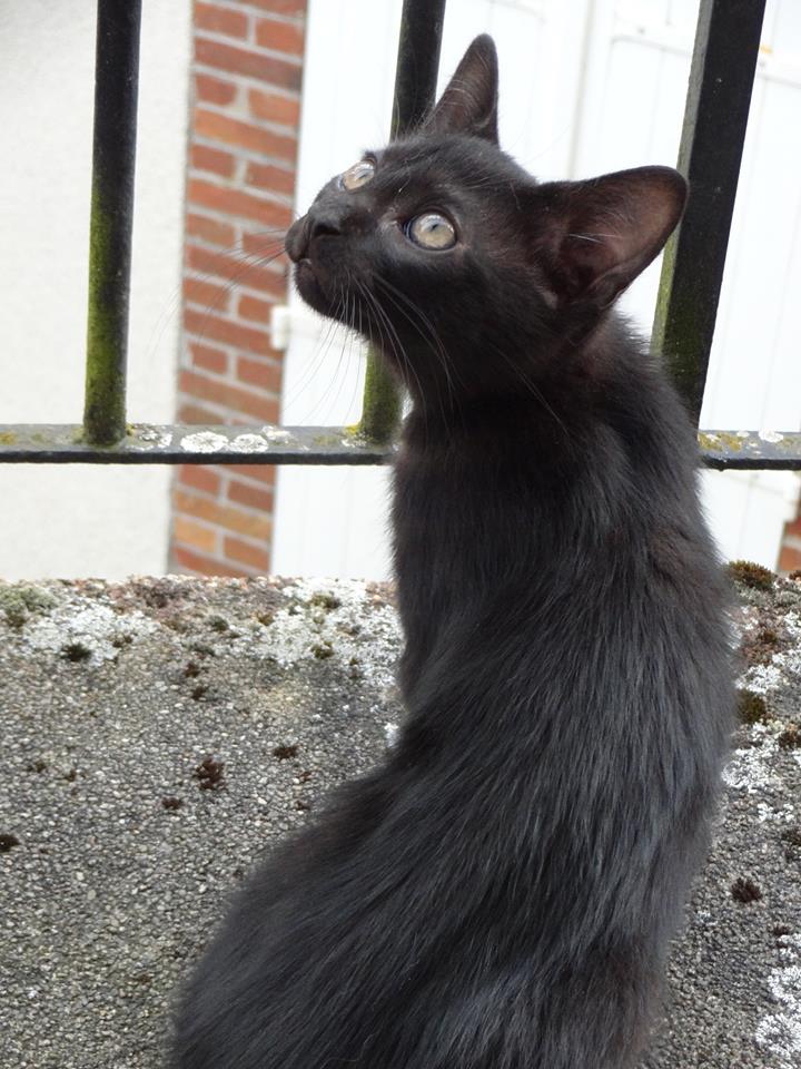(23) Looping - chat mâle noir de 6 mois - adopté par Justine ! 11303510
