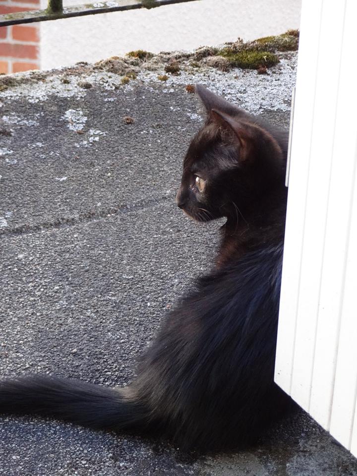 (23) Looping - chat mâle noir de 6 mois - adopté par Justine ! 11354711