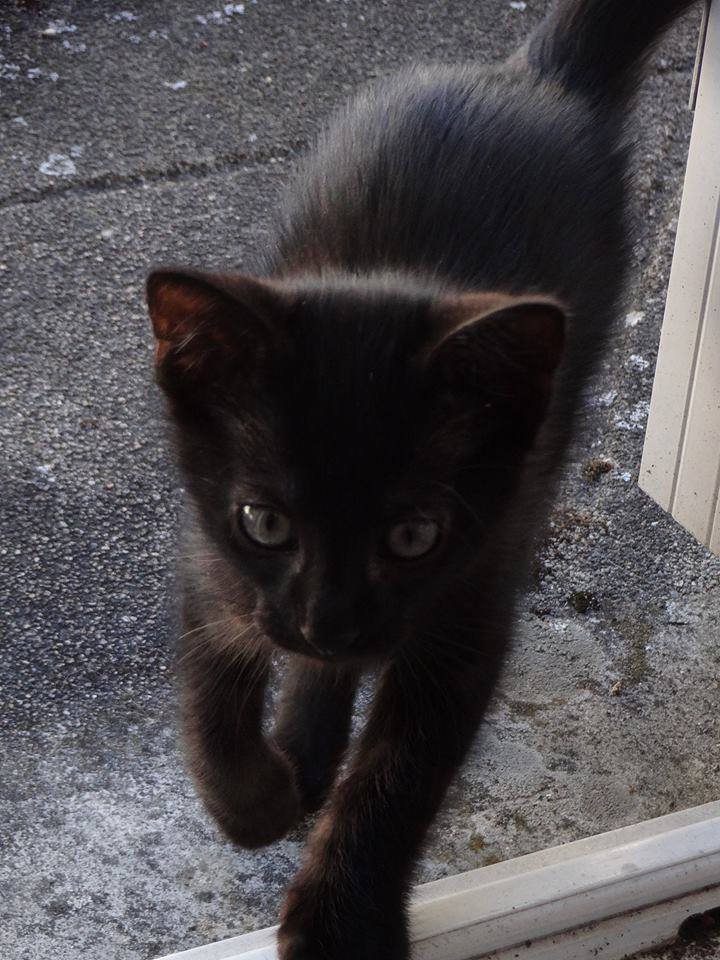 (23) Looping - chat mâle noir de 6 mois - adopté par Justine ! 11406711