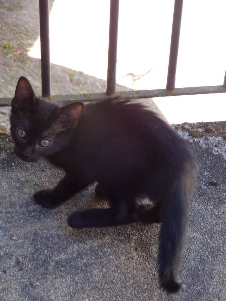 (23) Looping - chat mâle noir de 6 mois - adopté par Justine ! 11414710