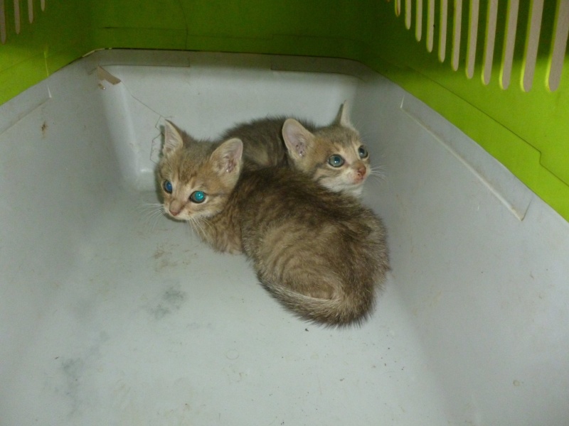 (48) - Bonnie et Clyde - chatons tigrés, adoptés ensemble !!  11424711