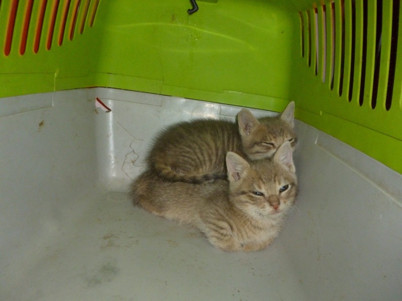 (48) - Bonnie et Clyde - chatons tigrés, adoptés ensemble !!  11542312