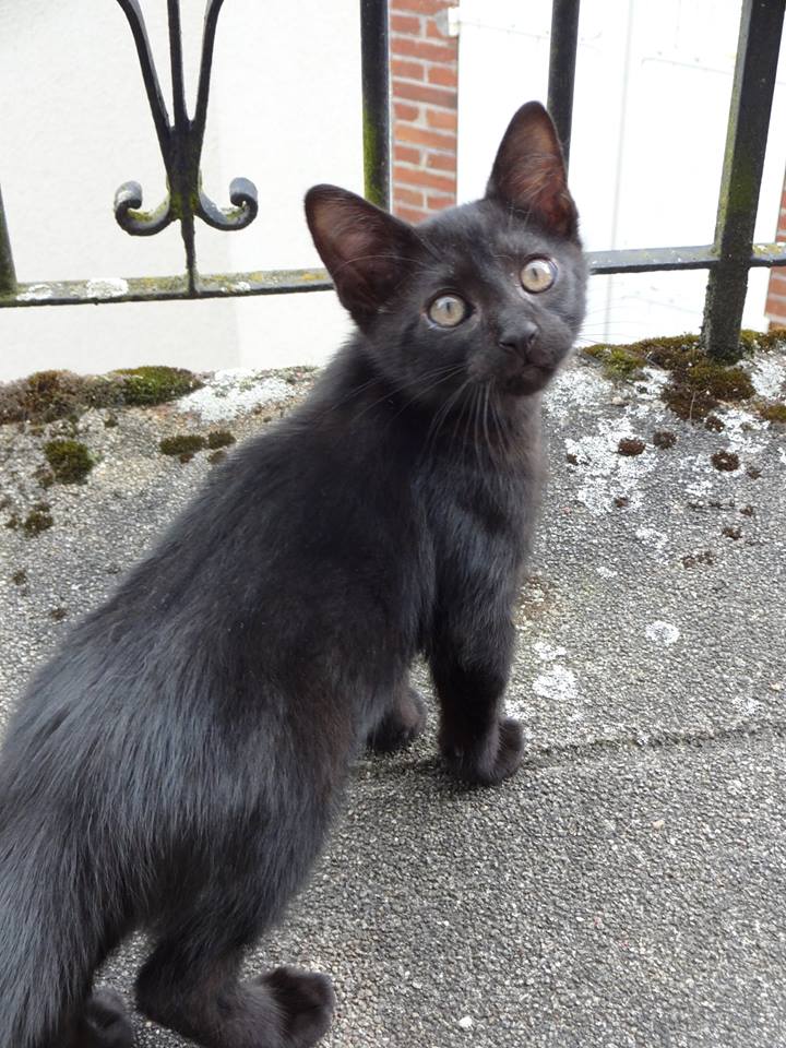(23) Looping - chat mâle noir de 6 mois - adopté par Justine ! 11637911