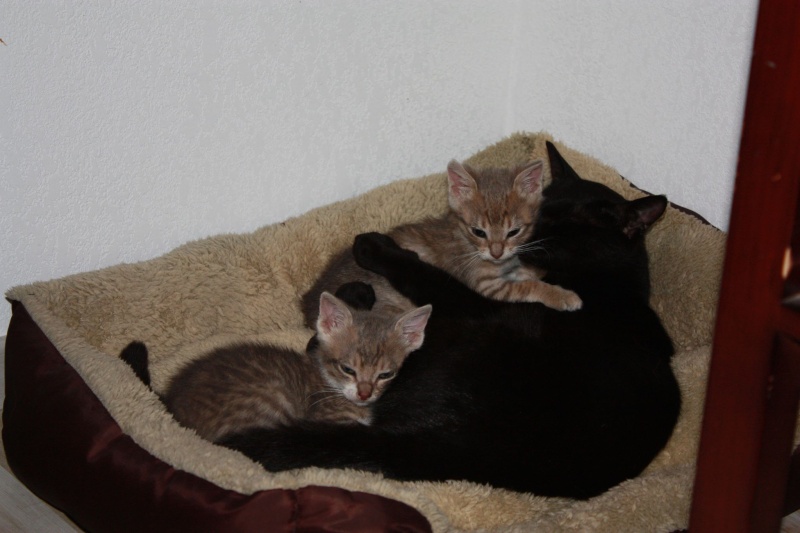 (48) - Bonnie et Clyde - chatons tigrés, adoptés ensemble !!  11638810
