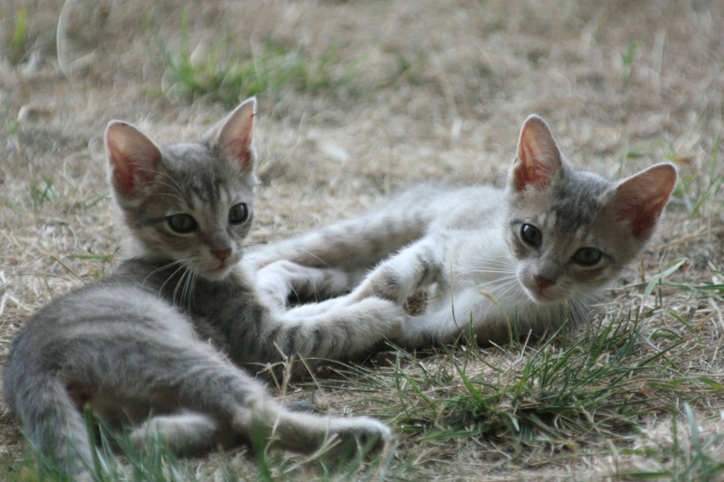 (48) - Bonnie et Clyde - chatons tigrés, adoptés ensemble !!  11871810